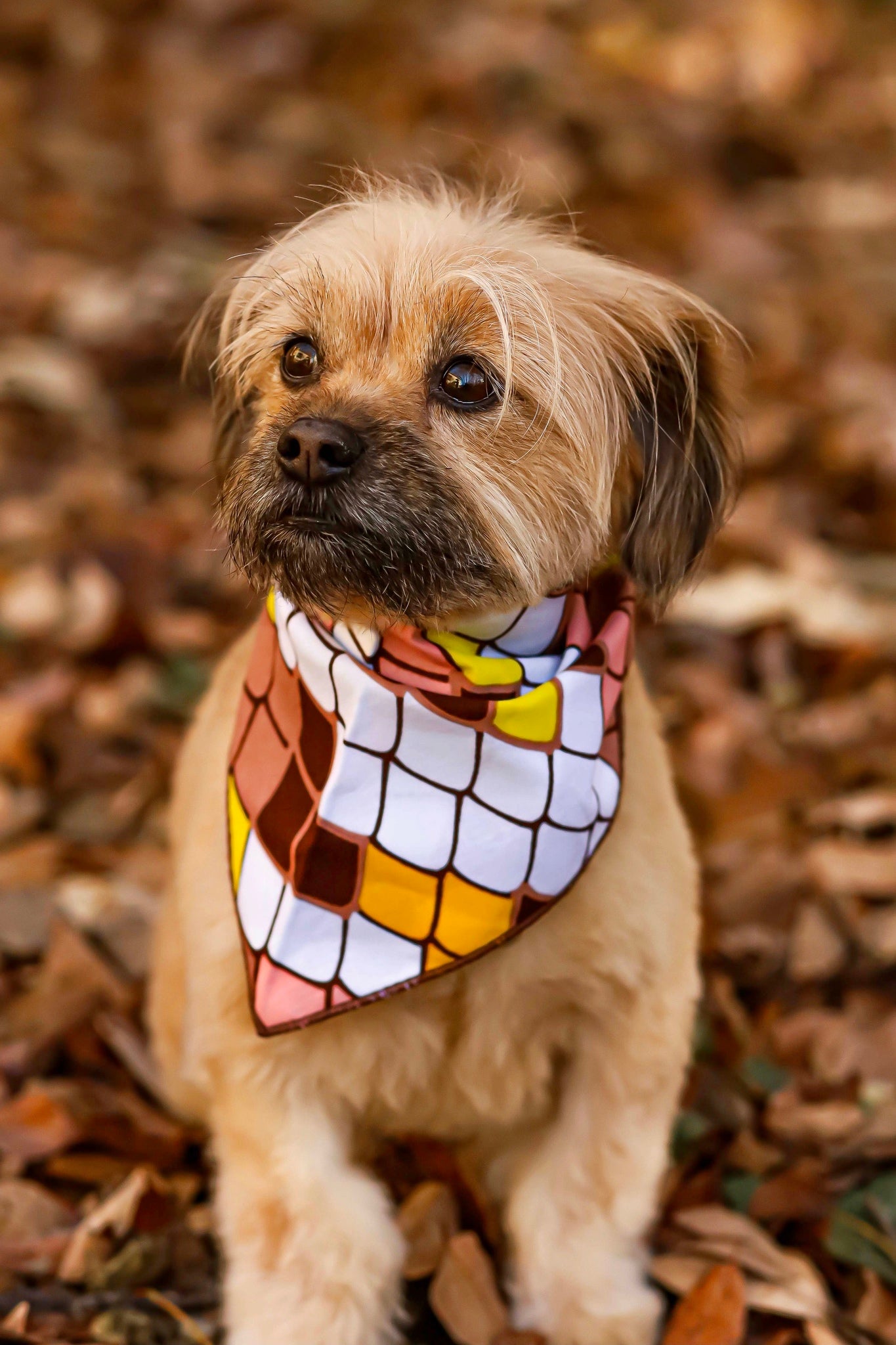 Why Your Dog Needs An African Print Bandana